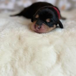 Bob - Black and cream male Dachshund puppy in Morristown, Tennessee from Hillside Hounds
