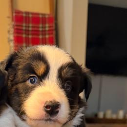 Boy 3 - Black tri male Miniature Australian Shepherd puppy in Saco, Maine from Wags Family Aussies