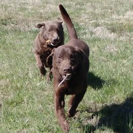 Labrador Retrievers from Wagner's Retrievers