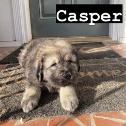Neapolitan Mastiff and Tibetan Mastiff Puppies from Carolina Coastal Mastinos