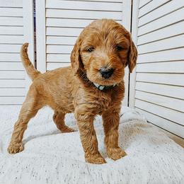 Rain - Apricot female Goldendoodle puppy in Everett, Washington from Big Top Doodles