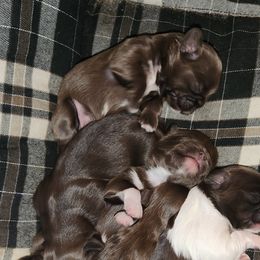 Shih Tzu Puppies from Rollins Farms Shih Tzus