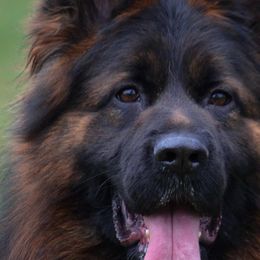 Rubi - German Shepherd