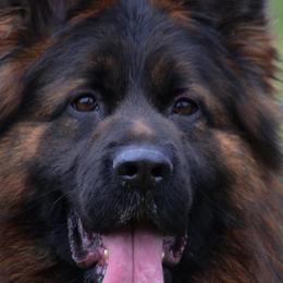 Rubi - German Shepherd