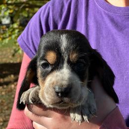 Male 5 - Black brown and white male Basset Hound puppy in Lindley, New York from Hill Top Basset Hounds & Cane Corso