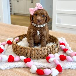 EVE - Red  female Goldendoodle puppy in Bell Buckle, Tennessee from Precious Puptown Doodles