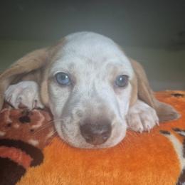 Boy born 1st - Piebald male Dachshund puppy in Palm Coast, Florida from The McWhirt Dachshunds