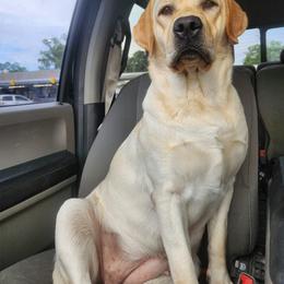 Bella - Labrador Retriever