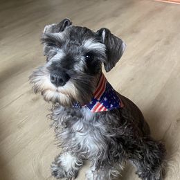 Star - Miniature Schnauzer