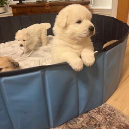 Anatolian Pyrenees Puppies from Daisy's Dog House