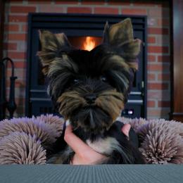 Honey - Yorkshire Terrier