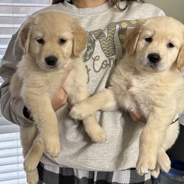 Golden Retriever Puppies from Ginn’s Golden Retrievers