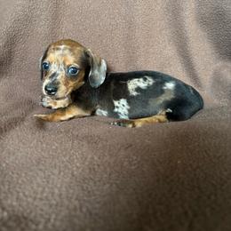 Luna - Dapple female Dachshund puppy in Opelika, Alabama from Dachshund Darlins