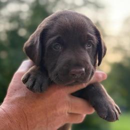 Fin - Chocolate male Labrador Retriever puppy in Isle, Minnesota from Dog Ear Outfitters