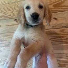 Merle - Light golden male Golden Retriever puppy in Hendersonville, North Carolina from Apple Country Retrievers