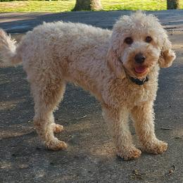 Harley - Goldendoodle