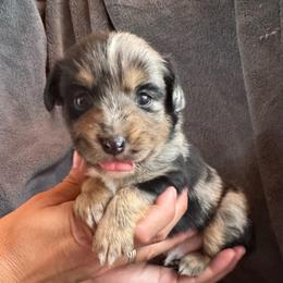 Moonbeam - Blue merle male Toy Australian Shepherd puppy in Columbia Falls, Montana from Firefly Aussies & Aussiedoodles