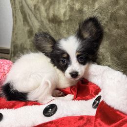 AKC Girl 1 - White black and tan female Papillon puppy in Joshua, Texas from Summertime Kennels