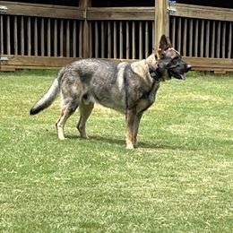 German Shepherd All Grown Up from A2 German Shepherd Dogs
