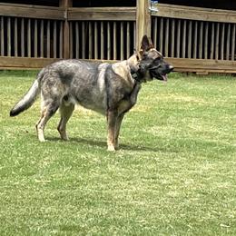 German Shepherd All Grown Up from A2 German Shepherd Dogs