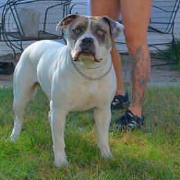 Gaia - Alapaha Blue Blood Bulldog