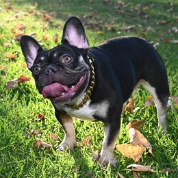 Ino - French Bulldog