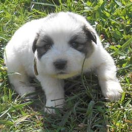 Puppy ID 819253 - White and badger female Great Pyrenees puppy in Leicester, North Carolina from Randall Glen Pyrenees