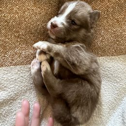 Siberian Husky Puppies from Sunny Siberians