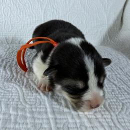 Orange Collar Female - Black and tan female Pembroke Welsh Corgi puppy in Victoria, Texas from Clear Creek Corgis
