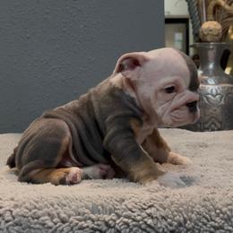 Blue - Blue tri-color male Bulldog puppy in Cumming, Georgia from Happy Place Kennels