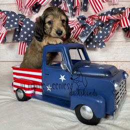"Shaded cream male" Dachshund Puppies from Lil Beanie Weenies Dachshunds