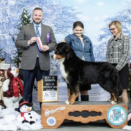 Bernese Mountain Dog All Grown Up from Carma Que’s Bernese Mountain Dogs