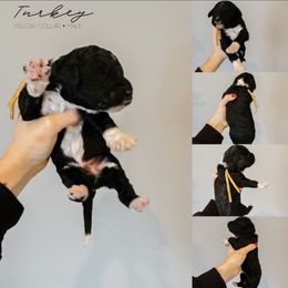 Turkey - Black and white male Sheepadoodle puppy in Republic, Missouri from DOOD & Co