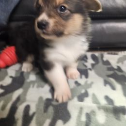 Jason - Black and tan male Pembroke Welsh Corgi puppy in Prophetstown, Illinois from Havaheart Corgis