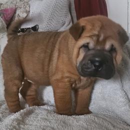 Rose - Red fawn female Chinese Shar-Pei puppy in Bakersfield, California from Cashmerewrinkles
