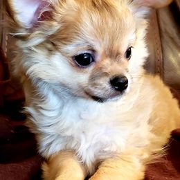 Chihuahuas from H&H Chihuahuas