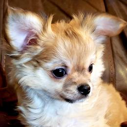 Chihuahuas from H&H Chihuahuas