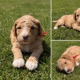 Aussiedoodle, Bernedoodle, Cavapoo, Goldendoodle, and Newfypoo Puppies from Haaspawz