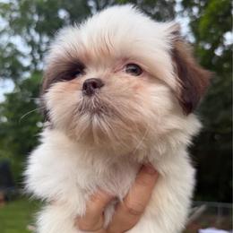 Archie - Brindle and white male Shih Tzu puppy in Chattanooga, Tennessee from Joy-Fur Puppies