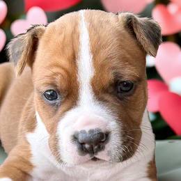 American Staffordshire Terriers from Explicit Amstaffs NE