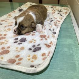 Boy 1 - Red male Pembroke Welsh Corgi puppy in Narvon, Pennsylvania from Corgi Companions