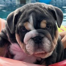 Bulldog and French Bulldog Puppies from Jhuntfrenchies