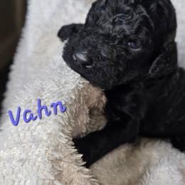 Vahn - Black male Goldendoodle puppy in Kansas City, Missouri from Poppy's Doodles