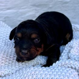 Sally - Tri-color female Bernedoodle puppy in Lancaster, Missouri from Cavapoo Acres