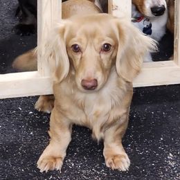 Alfie - Dachshund