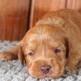 Australian Labradoodle Puppies from Generations Labradoodles