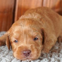 Australian Labradoodle Puppies from Generations Labradoodles