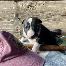 Olaug - Black male Border Collie puppy in Aledo, Illinois from Claycreek Ranch