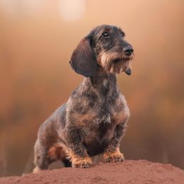 Ticket - Dachshund