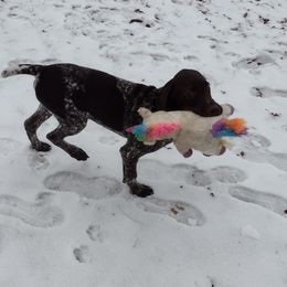 Bilbo - German Shorthaired Pointer puppy in Mechanicsville, Iowa from Apple River Sporting and Detection Dogs